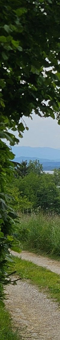 Physiotherapie am Chiemsee in Prien Kathrin Ortinger Naujeck Grüner Weg zwischen Bäumen mit Blick auf den Chiemsee in der Ferne.